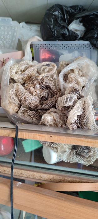 Продам выползки змей от маленьких до больших