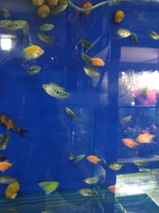 Аквариум разные виды