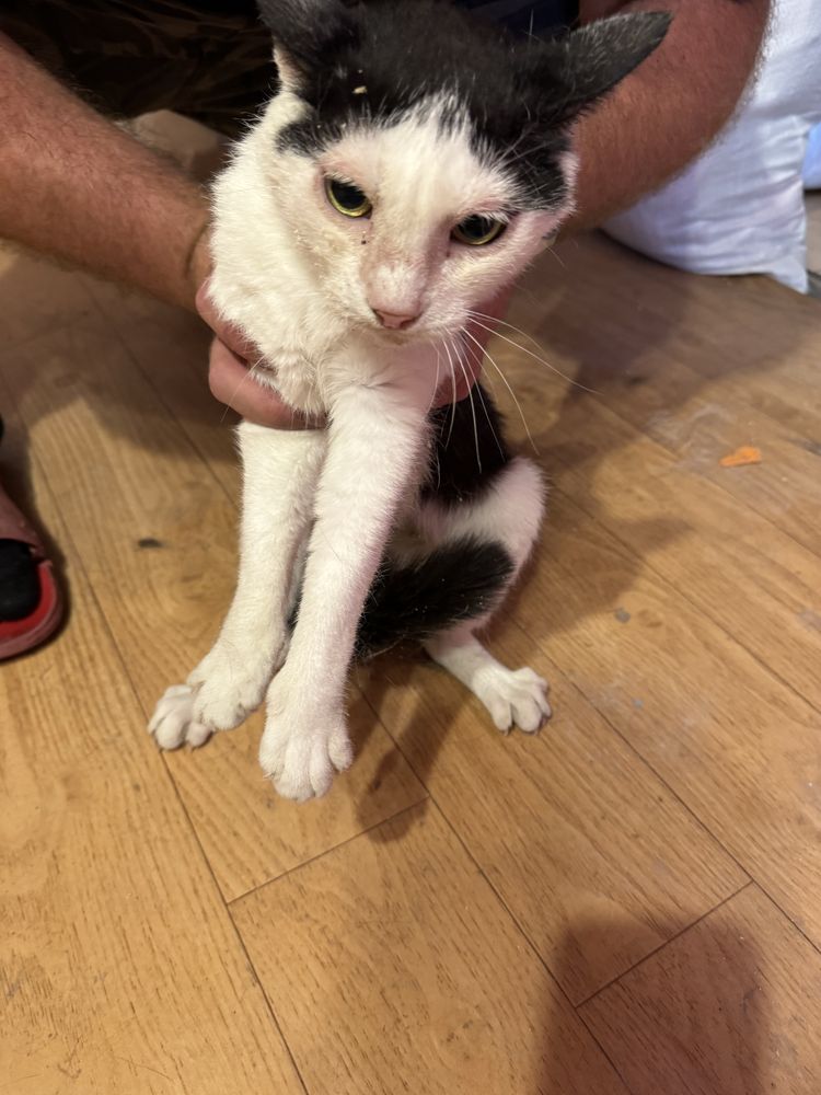 Подаряват се три котки