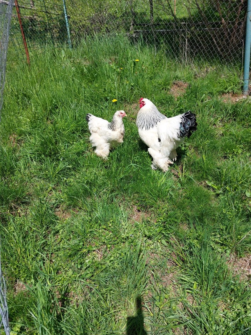Vând perche găini brahma HD