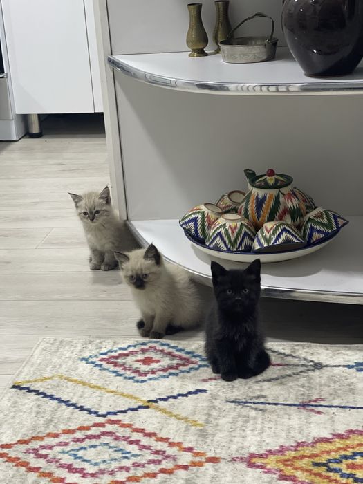 Сиамский котенок и ченый котенок