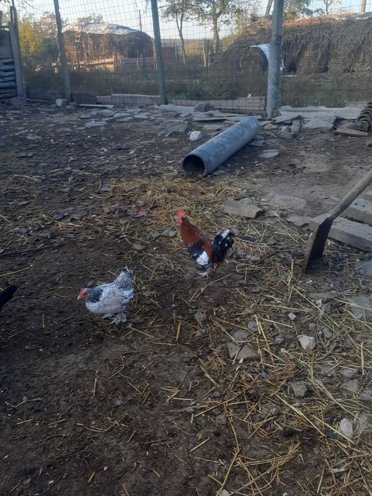 Gainuse pitice și cocoși