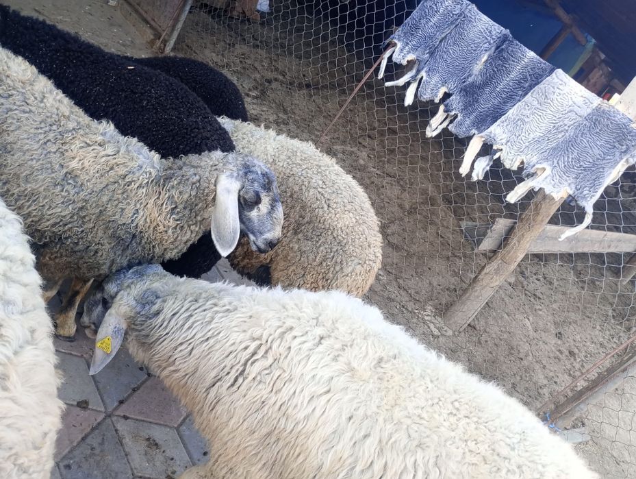 Vând berbecuti Karakul