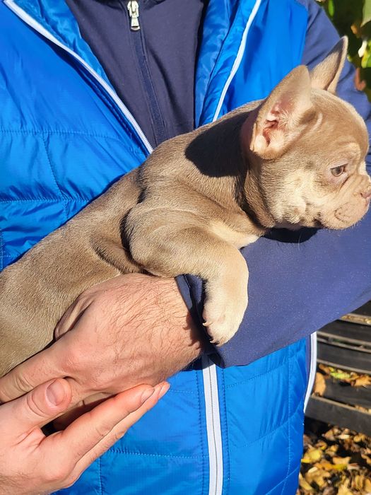 Bulldog francez mascul