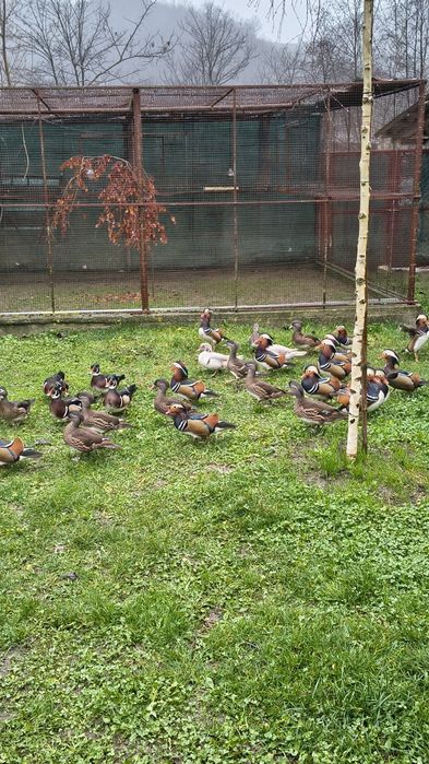 Rațe Mandarine , Caroline