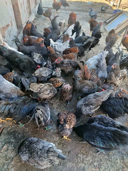 Vind găini wiandotte GSG australop