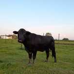 Vând 2 TAURI Aberdeen ANGUS