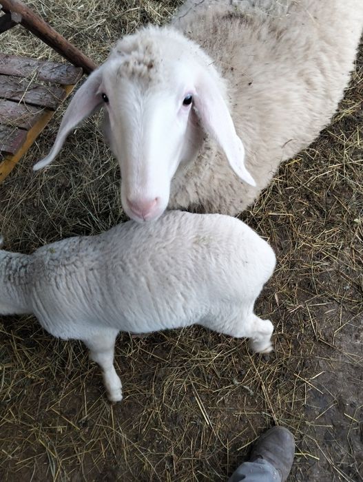 Vând oii bergamasca