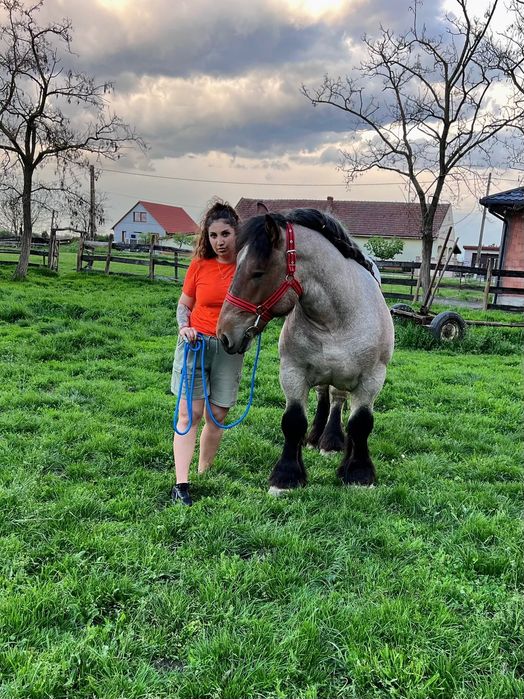 Mânz ardenez special,2 ani!