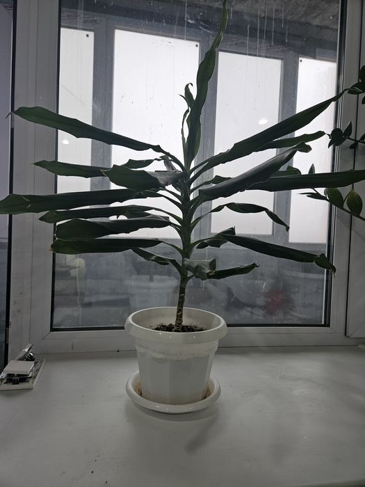 Продам комнатные цветы