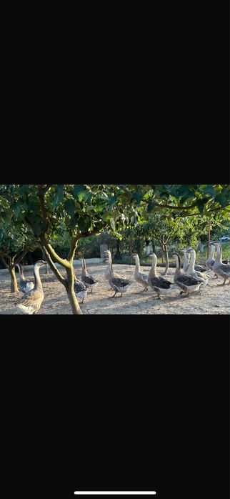 Gaste de 6 luni spre vanzare