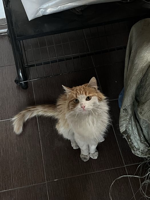 Отдам кошку в хорошие руки