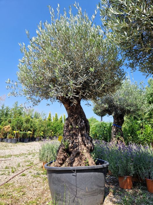 Maslin Secular Calitate Extra