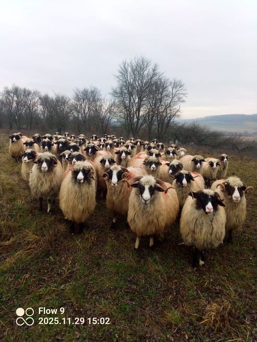 Vand oi breze frumoase