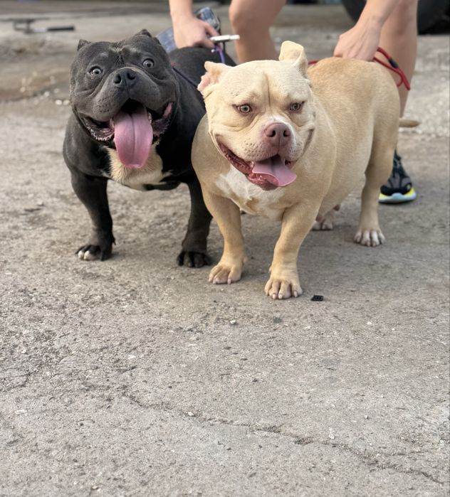 Американско були покет