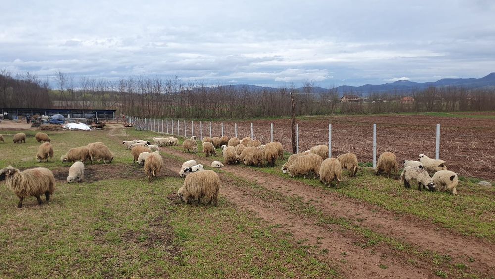 Vand oi oachese 30 bucati
