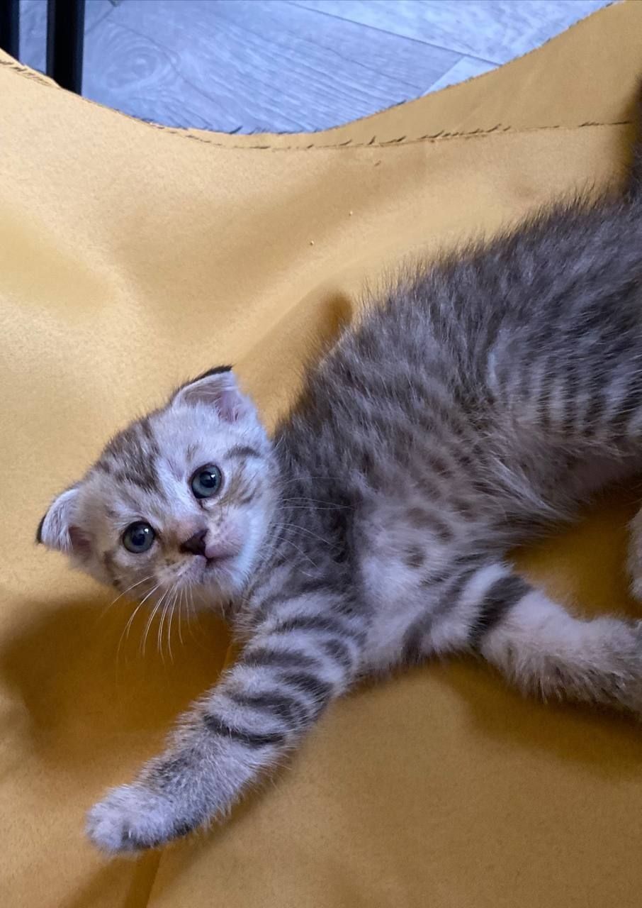 Продаются котята