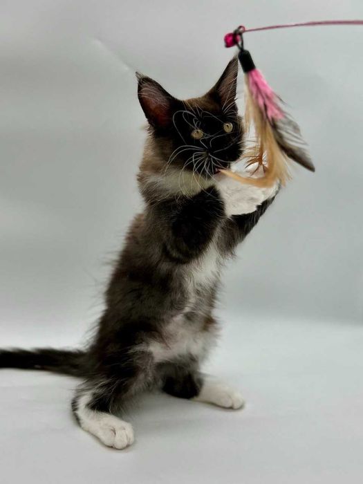 Pisica Femela Maine Coon cu pedigree (WCF AUTORIZATA) Livrare