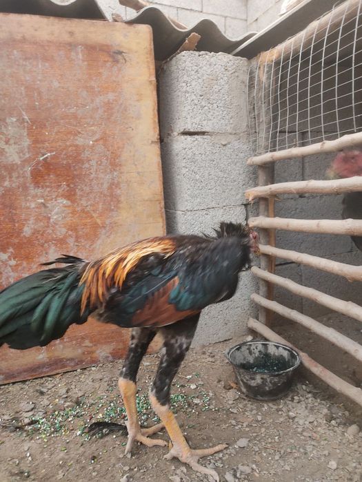 Xoroz sotiladi zotga garantiya