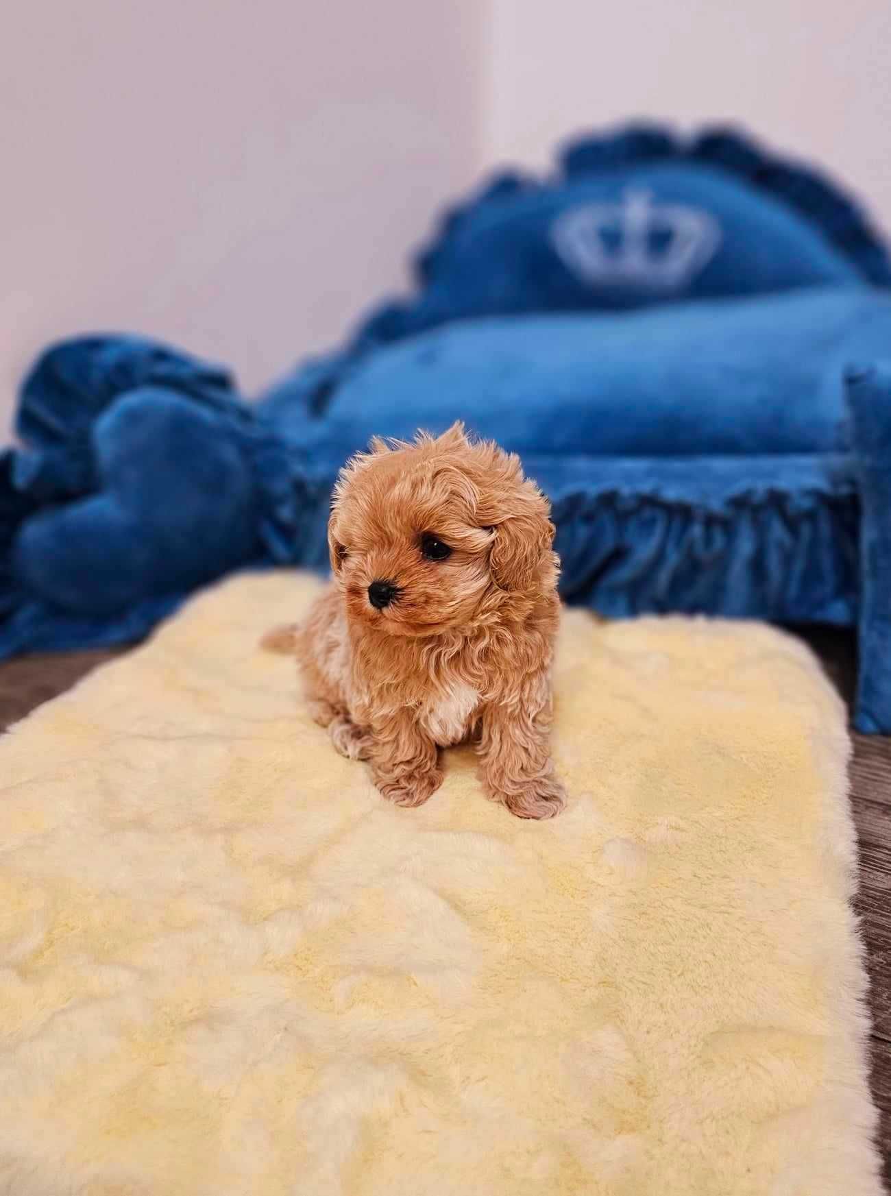 Maltipoo ,Maltipoo minitoy-Teacup