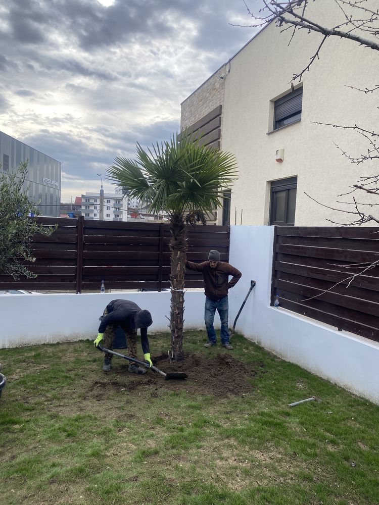 Palmier măslin plante exotice etc