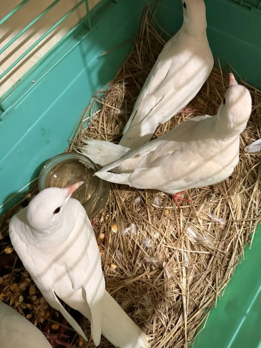 Продам египетский поющие горлиць