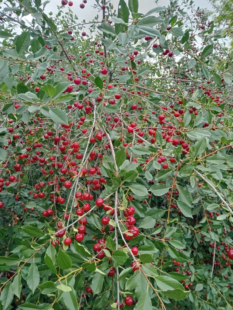 Дачная вишня 1500