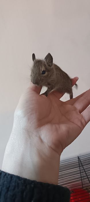 Vând Veverițe Degu