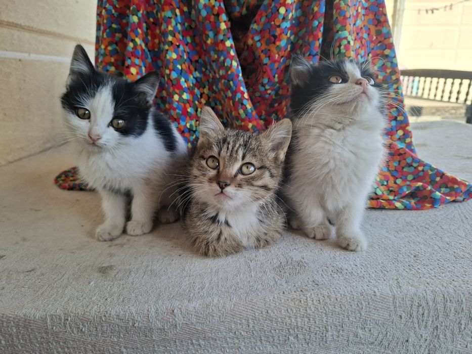 Пышыклар бар. Жаксы карайтугын адамлар болса хабарласын.