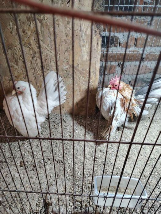 Серама - едногодишен чифт