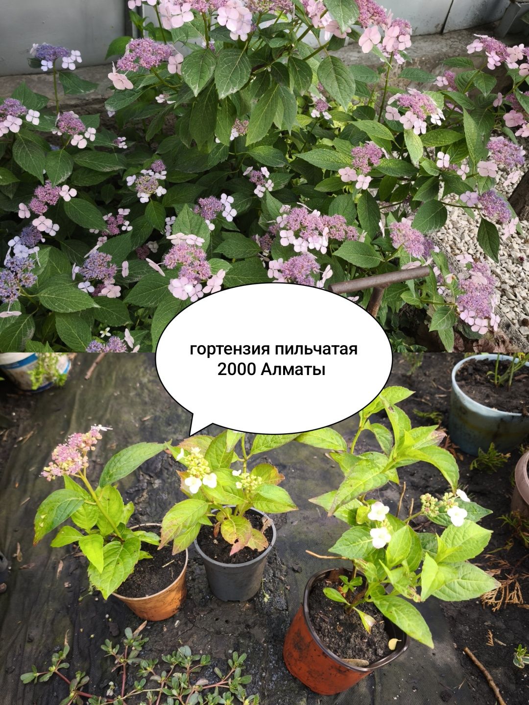 Гибискус, самшит, Бересклет,ель,пихта