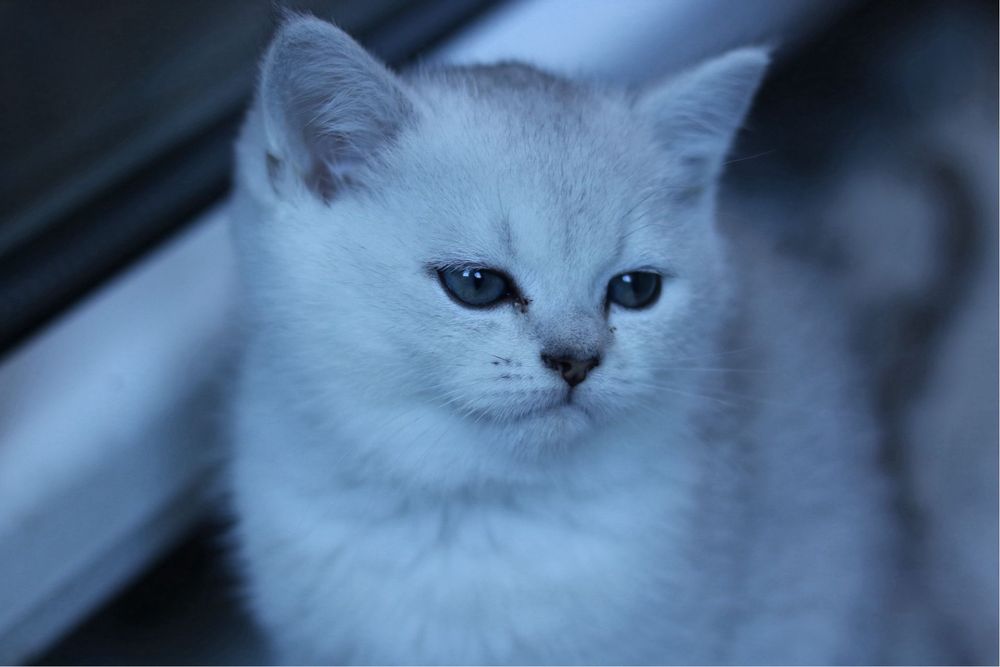 Британска чинчила
