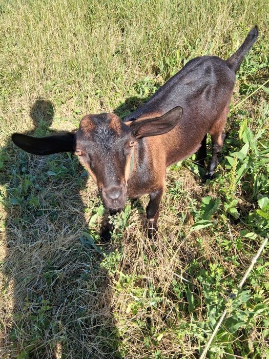 Animale domestice din rasa rumegatoarelor