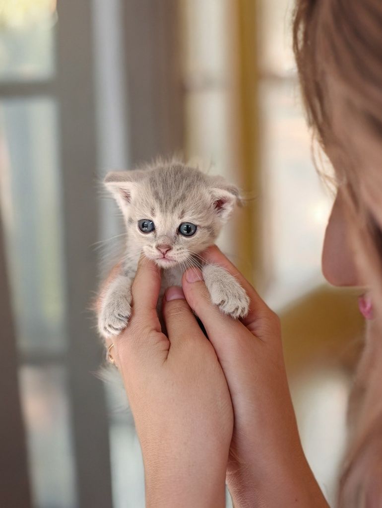 Scottish Fold mushuk bolalari sotiladi. Judayam toza 200% Garrantiya