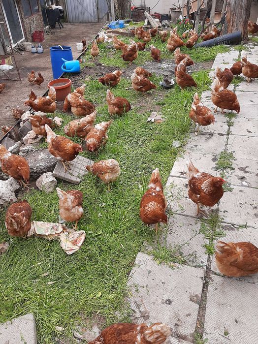 Домашни яйца от свободно пуснати кокошки