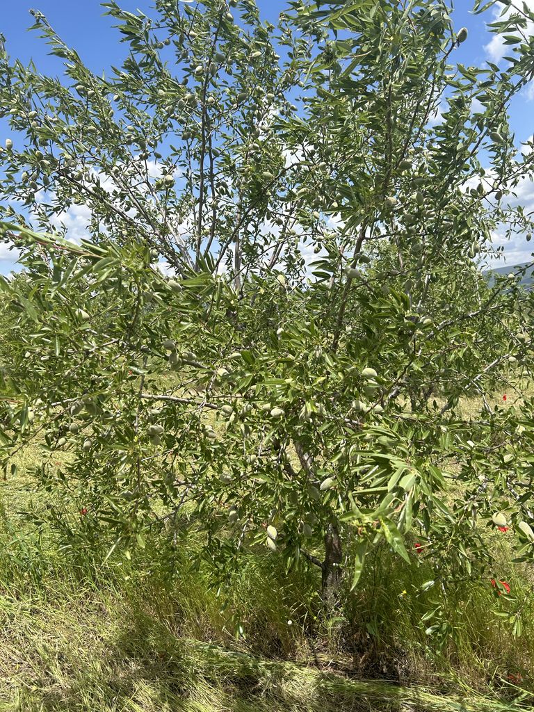 Продава се Земеделски имот в с. Пирне, Област Бургас -  кв.м за 1785 €/дка - Снимка #3
