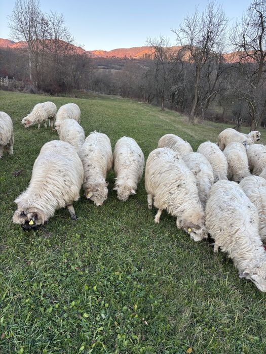 Oii reforme de vanzare