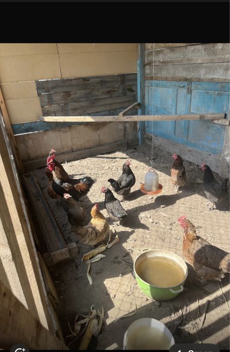 продам куры цыпляты СРОЧНА