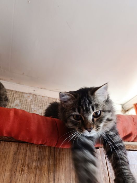 Котята ищут семью.