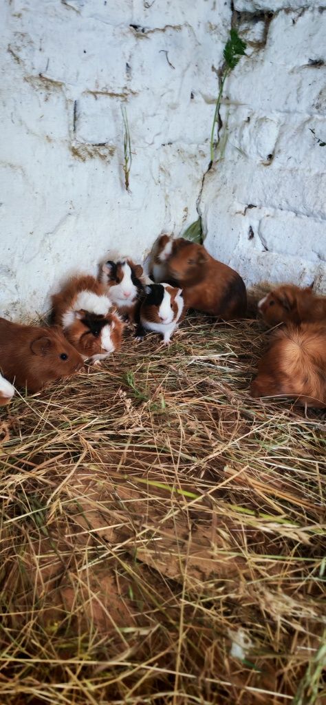 Porcușori de guineea