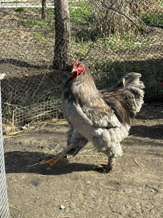 Инкубационные яицо. Брама Голубая.