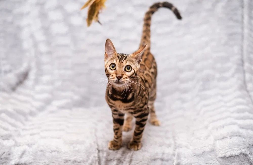 Потерялся кот. Вознаграждение!!!