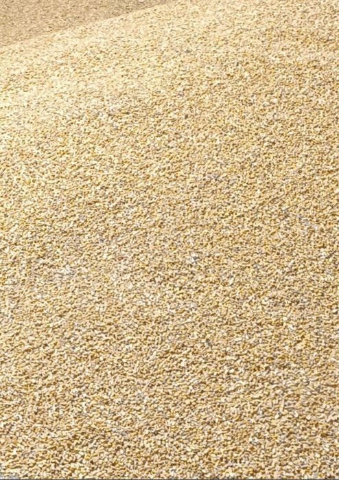 Porumb boabe productie 2025