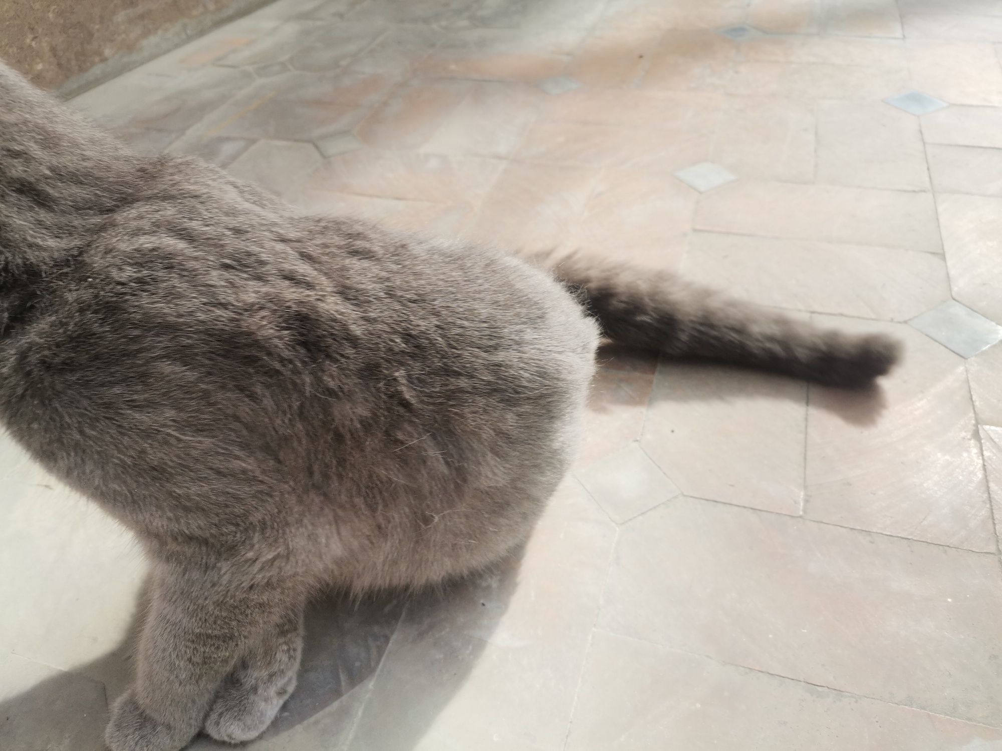 Продоётся кошка породливая