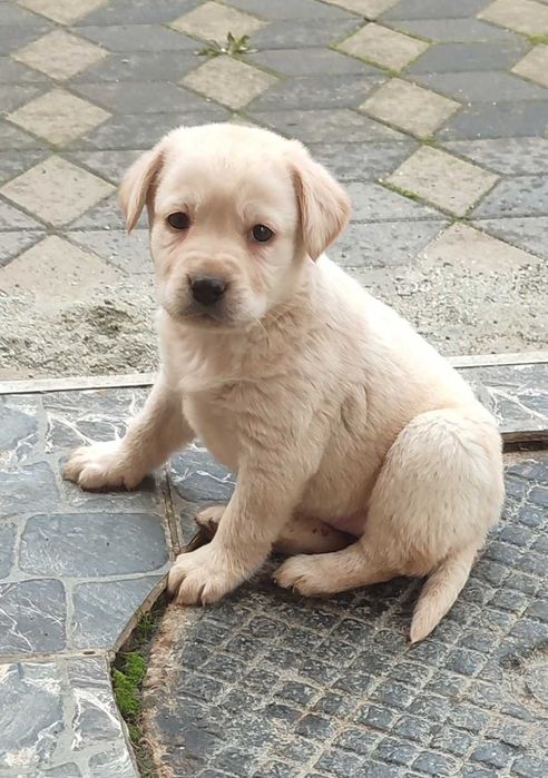 Ofer Pui Labrador auriu