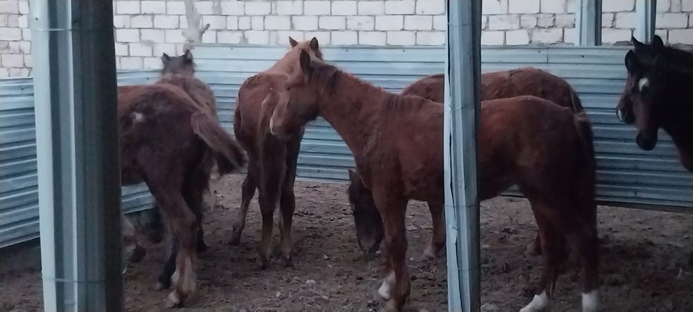 Жабағылар сатылады