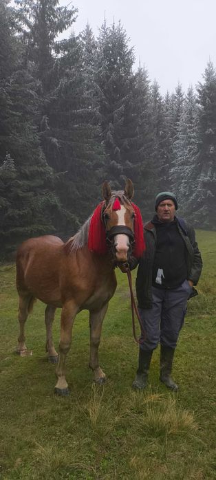 De vânzare manză de 1an 4luni semigrea