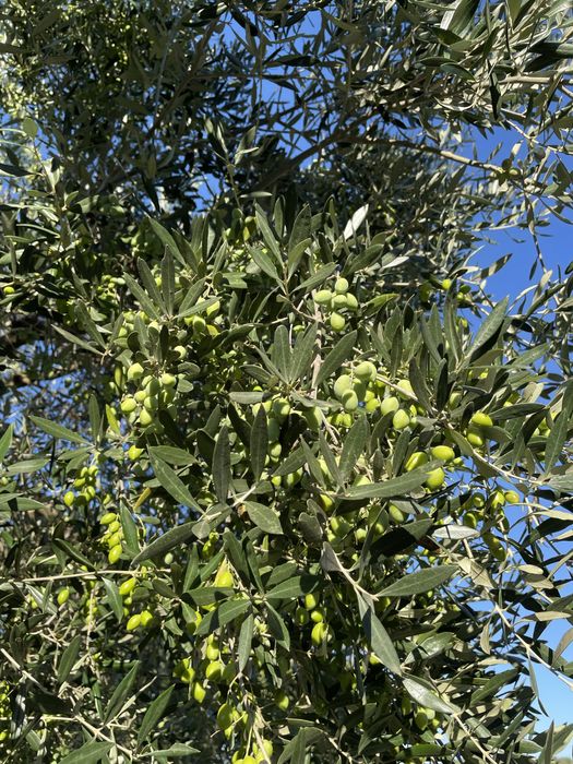 Ulei de masline extra virgin