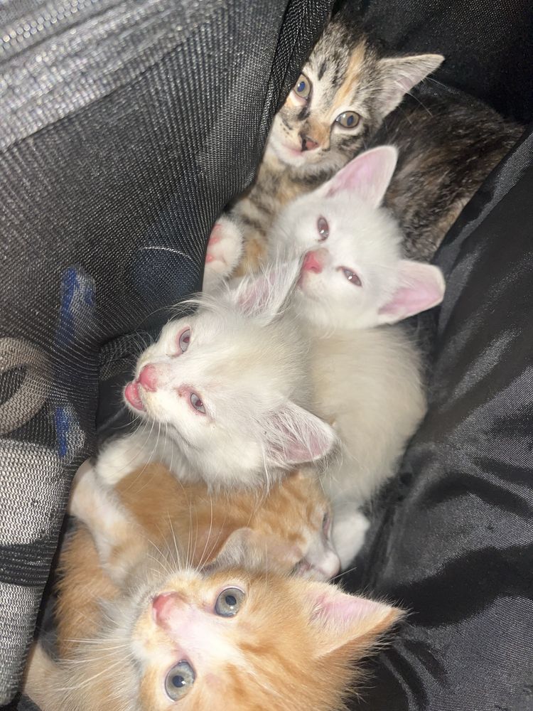 Ласковые котята