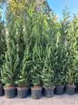 Tuia leylandii super oferta